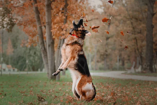 Pastore tedesco cane che salta e cattura caduta foglie autunnali al parco — Foto Stock