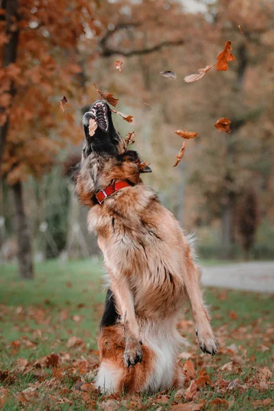 Berger allemand chien sautant et attrapant tomber feuilles d'automne au parc — Photo