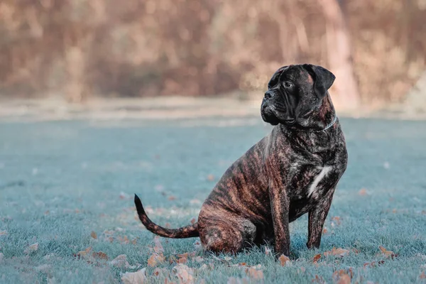 Bullmastiffl kutya ül a fagyott fűben őszi parkban, és keres el — Stock Fotó