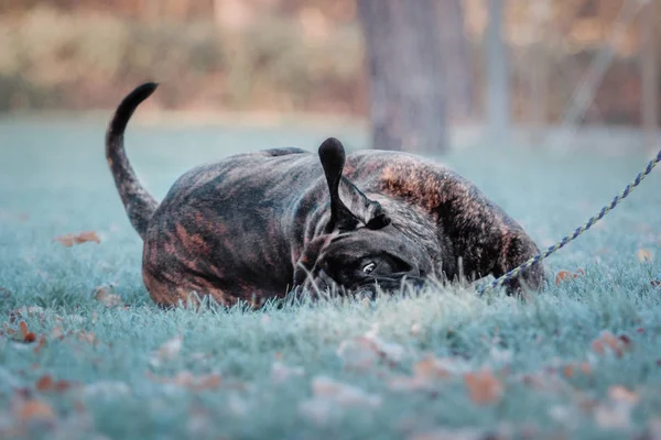 Bullmastiffl cão sentado na grama fosca no parque de outono e olhando para longe — Fotografia de Stock