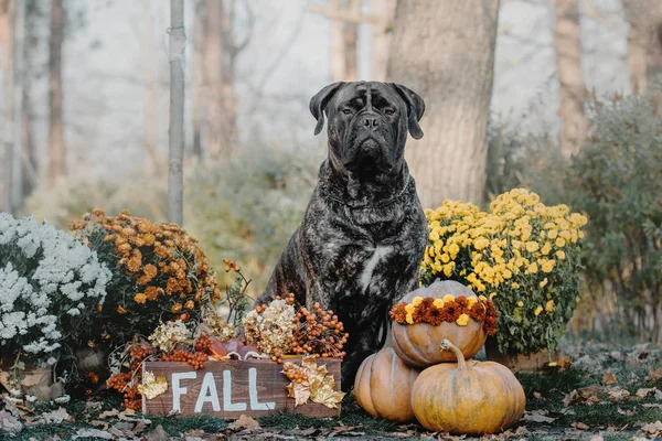 Bulmastif psa na venku na pozadí podzimních barev, podzim, jablek a další podzimní atributy — Stock fotografie