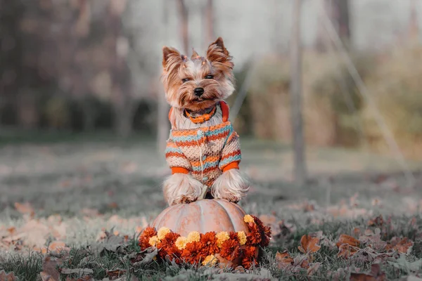 Yorkshire Terrier perro — Foto de Stock