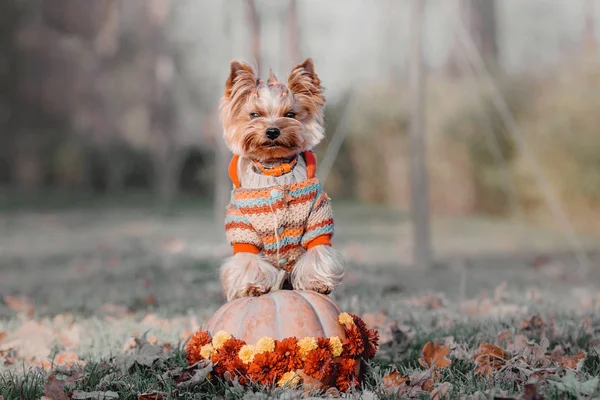 Ράτσα σκύλου Γιορκσάιρ Τεριέ με κολοκύθα — Φωτογραφία Αρχείου