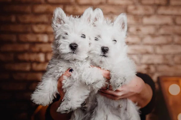 Dua Puppies West Highland White Terrier di interior gelap dengan cahaya indah di latar belakang — Stok Foto