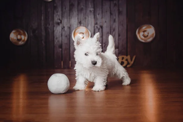 Puppy West Highland White Terrier i mørkt interiør med smukke lys på baggrund - Stock-foto