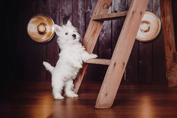 Pentu West Highland White Terrier pimeässä sisustus kauniita valoja taustalla — kuvapankkivalokuva