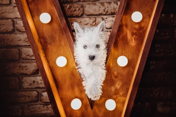 Puppy West Highland White Terrier — Stock Photo, Image