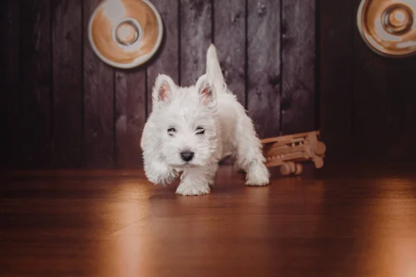 Szczeniak west highland white terrier — Zdjęcie stockowe