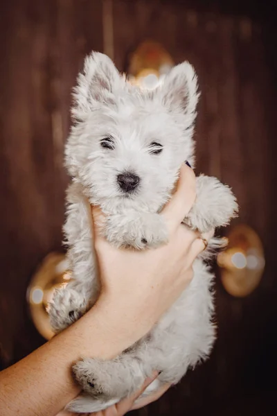 Köpek yavrusu batı dağlık beyaz korkunç — Stok fotoğraf