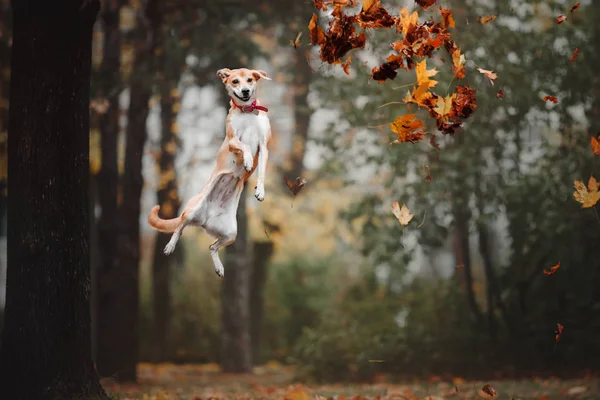 Misto raça vermelho cão captura voador disco no outono fundo — Fotografia de Stock