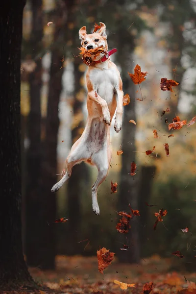Campuran ras anjing merah menangkap cakram terbang pada latar belakang musim gugur — Stok Foto