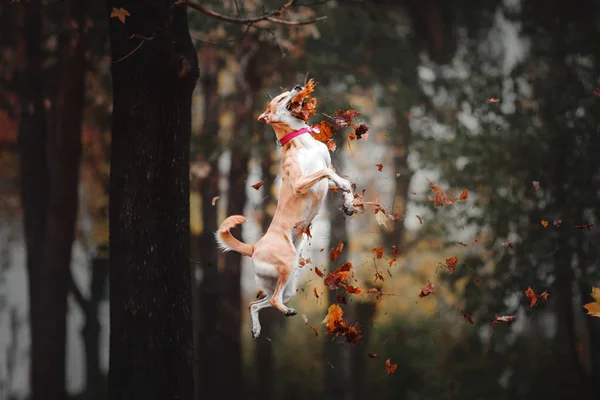 Mixte chien rouge attrapant disque volant sur fond d'automne — Photo