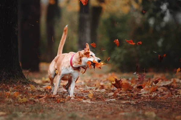 Razza mista cane rosso cattura disco volante su sfondo autunno — Foto Stock