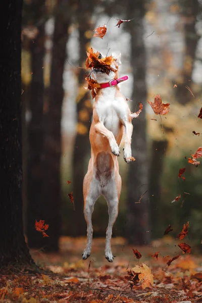 Красная собака смешанной породы ловит летающий диск на осеннем фоне — стоковое фото