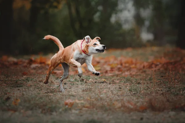 Sonbahar arka plan üzerinde uçan disk yakalama karışık cins kırmızı köpek — Stok fotoğraf