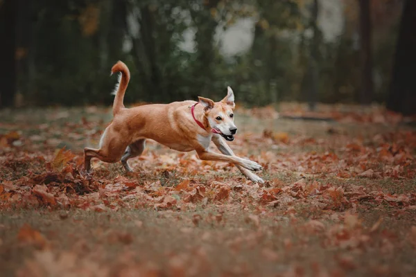 Mixed breed red dog catching flying disc on autumn background