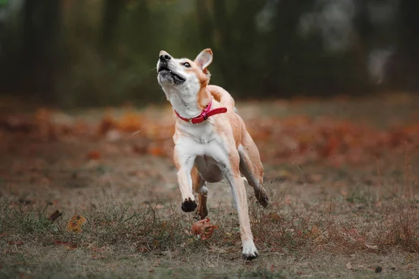 Змішана порода червона собака ловить літаючий диск на осінньому фоні — стокове фото