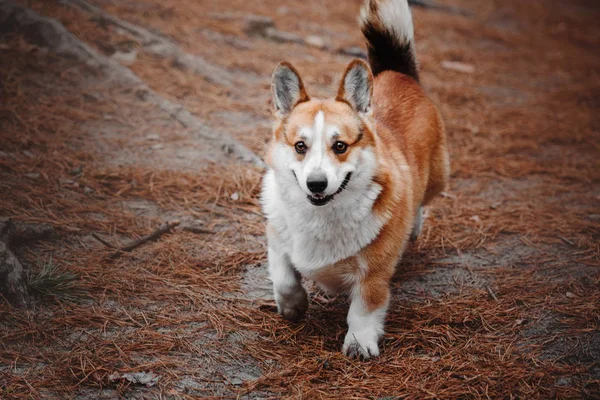 赤毛の犬ウェルシュ ・ コーギー ・ カメラを見て秋の森 — ストック写真