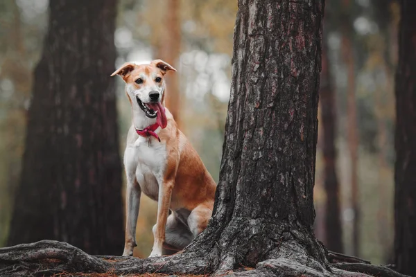 Blandet race rød hund sidder ved træet rødder i skoven - Stock-foto