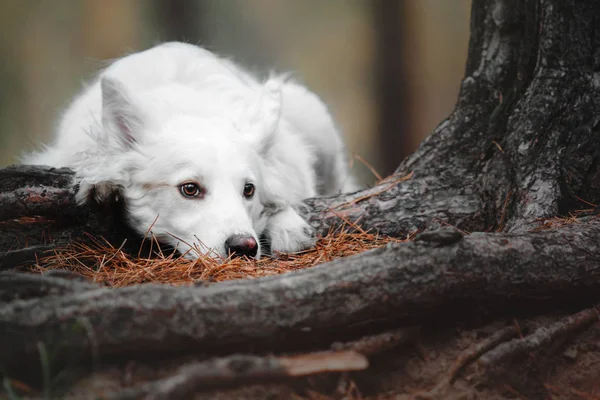 Vit blandad ras hund sitter vid skogen — Stockfoto