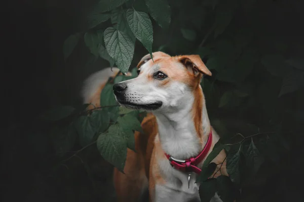 Красная собака смешанной породы в зеленых листьях — стоковое фото