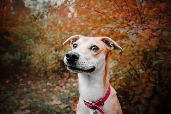 Funny pes kříženec. červeným na podzimní pozadí — Stock fotografie