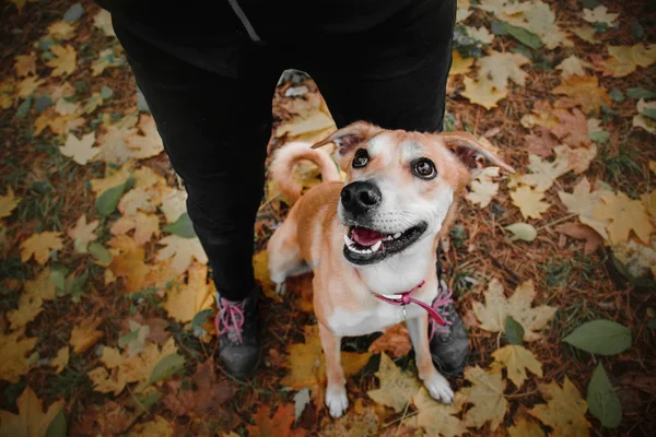 Misto raça vermelho engraçado cão no outono fundo — Fotografia de Stock