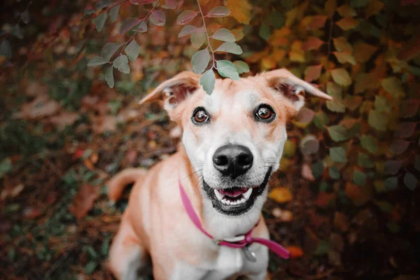 Mixed breed red funny dog on autumn background — Stock Photo, Image