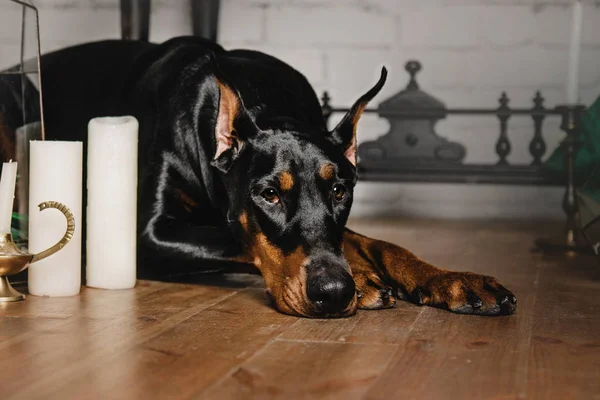 Raça cão Doberman sentado em um belo interior clássico com cortinas e velas . — Fotografia de Stock