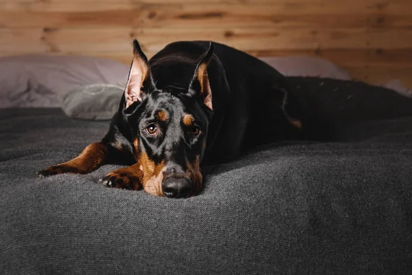 Doberman koira sisällä — kuvapankkivalokuva