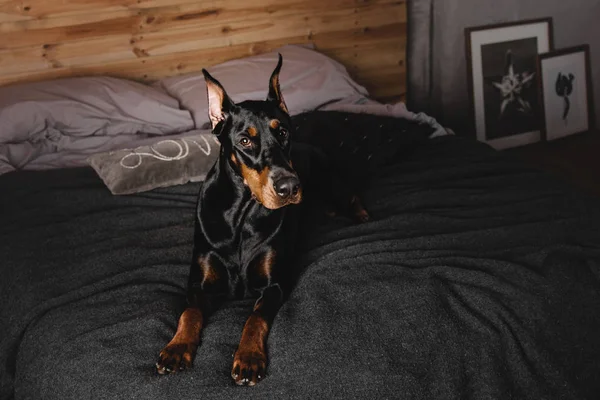 Doberman hond binnen — Stockfoto