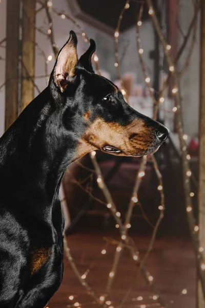 Doberman kutya belül — Stock Fotó