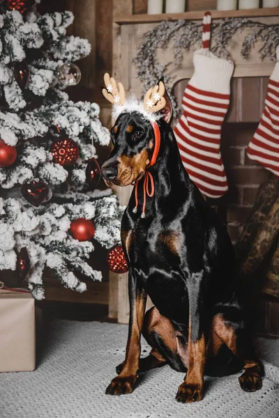 Schöner Dobermann Hund sitzt neben dem Kamin und Weihnachtsbaum — Stockfoto