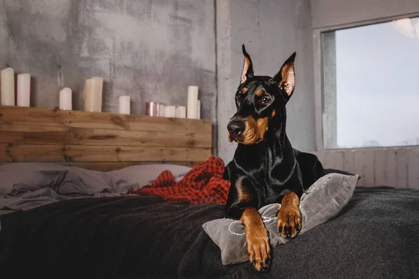 Doberman Cane sdraiato sul letto — Foto Stock