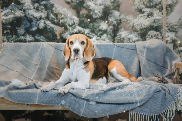 Bonito cão beagle sentado perto da árvore de Natal — Fotografia de Stock