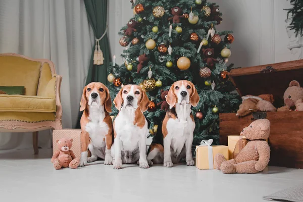 Três belos cães beagle perto da árvore de Natal e caixas de presente — Fotografia de Stock