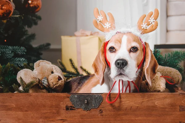 Ren geyiği poz güzel beagle köpek Noel ağacının yanında oturur