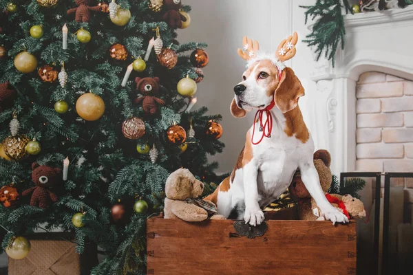 Krásný beagle pes jako soba sedí poblíž vánoční stromeček — Stock fotografie