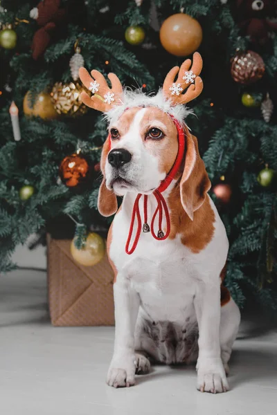 Ren geyiği poz güzel beagle köpek Noel ağacının yanında oturur
