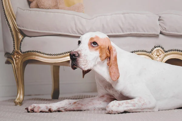 Hermoso perro puntero — Foto de Stock