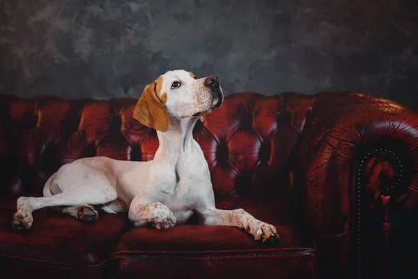 Kaunis osoitin koira tummanpunainen sohva parvi sisustus — kuvapankkivalokuva