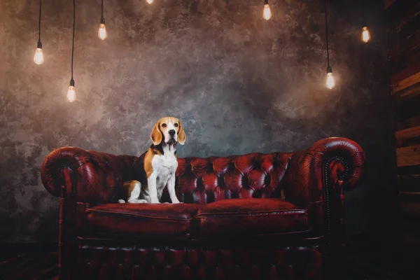 Anjing beagle indah duduk di sofa merah gelap di interior loteng — Stok Foto