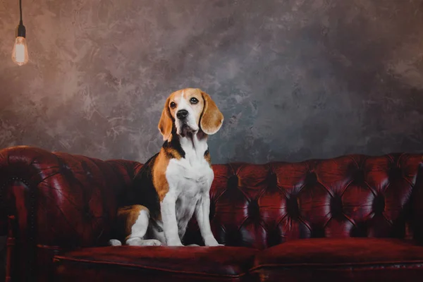 Frumos câine Beagle așezat pe o canapea roșie închisă în interiorul mansardei — Fotografie, imagine de stoc