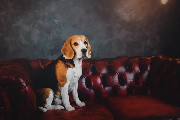 Frumos câine Beagle așezat pe o canapea roșie închisă în interiorul mansardei — Fotografie, imagine de stoc