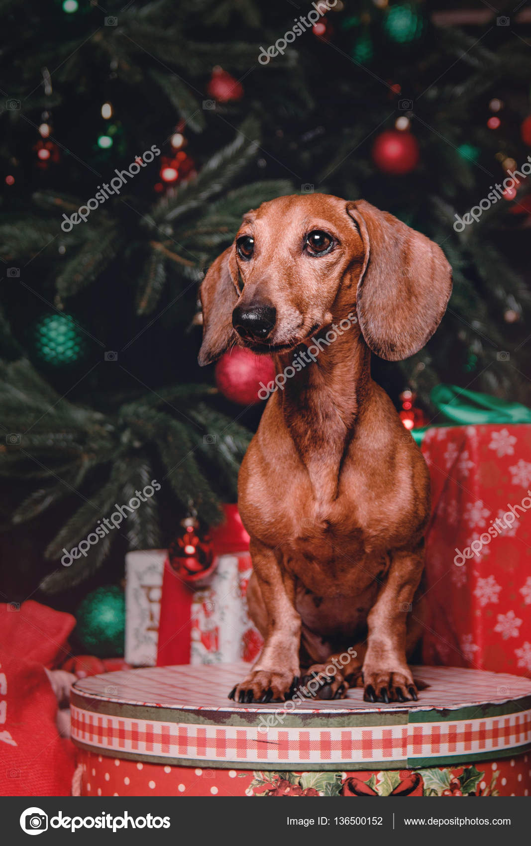 Red Dachshund Dogs In Christmas Decorations With Gift Box Stock