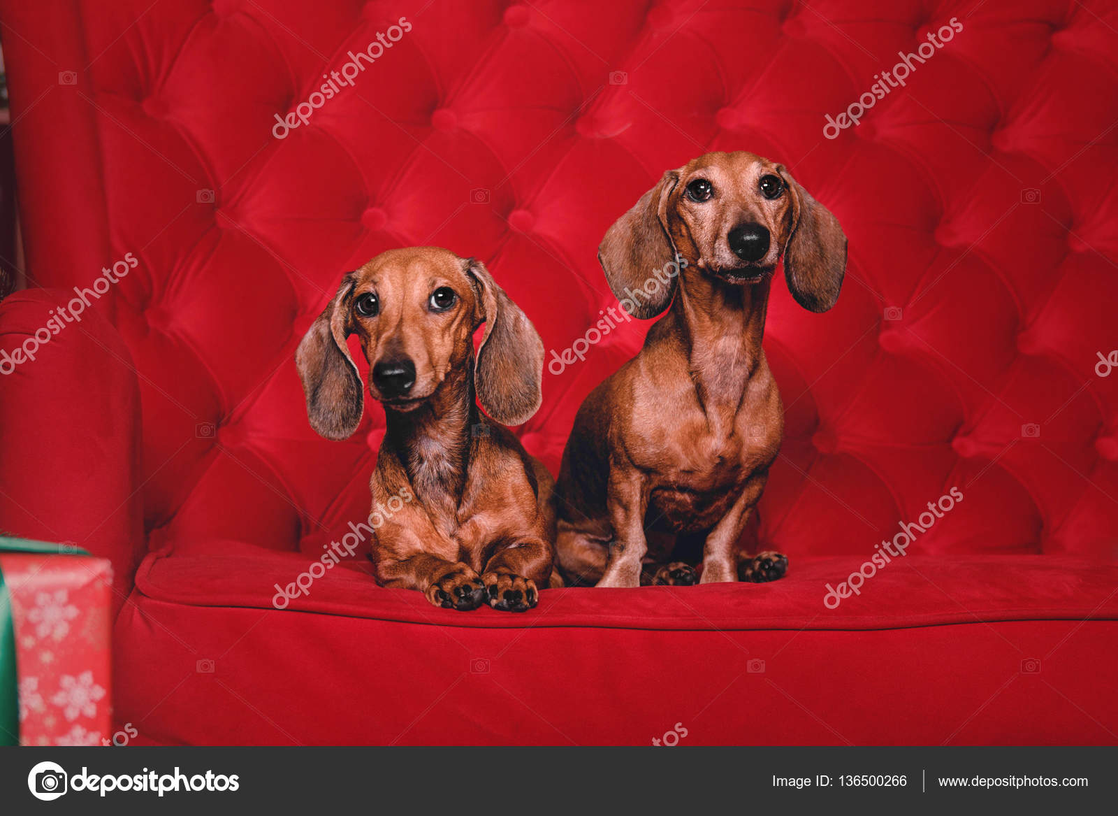 Two Red Dachshund Dogs In Christmas Decorations With Gift Box