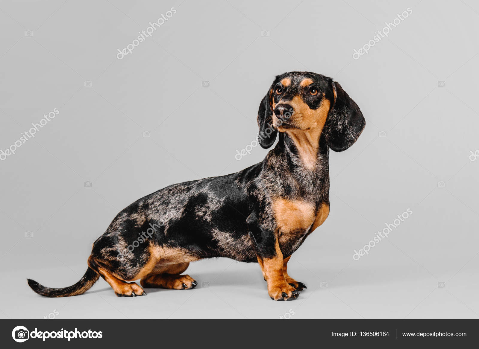 Beautiful marble dachshund on a gray background — Stock Photo