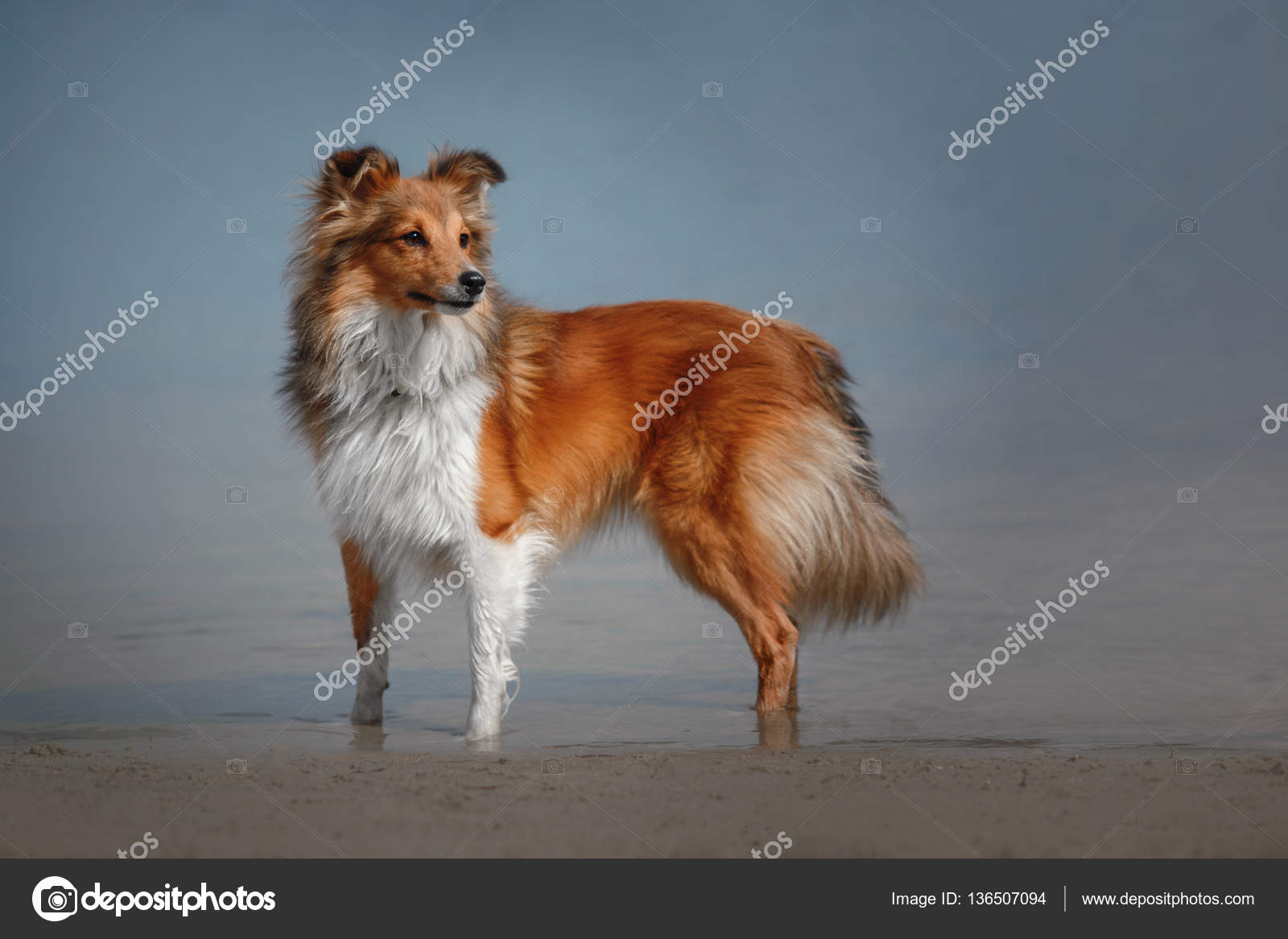 frozen dog food near me