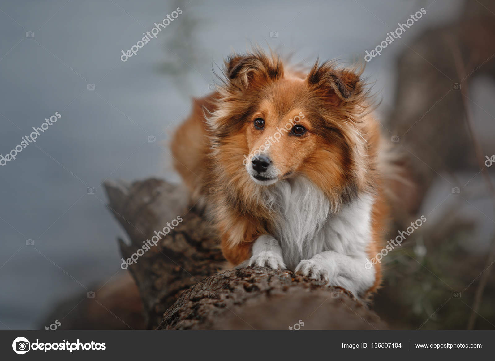 Full Sheltie Bulldog Mix Shetland Sheepdog Terrier Mix Short Hair - Main Image