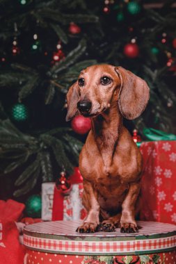 Noel süslemeleri hediye kutusu ile kırmızı dachshund köpekler